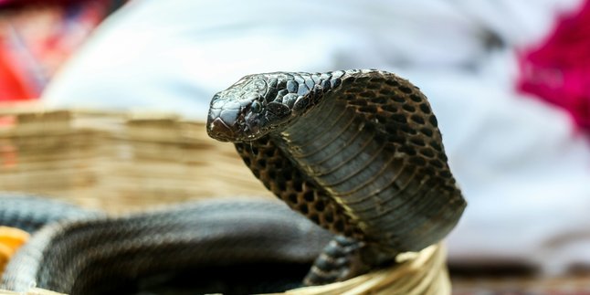 7 Arti Mimpi Melihat Ular Kobra Menurut Primbon Jawa, Bisa Jadi Peringatan Agar Lebih Waspada