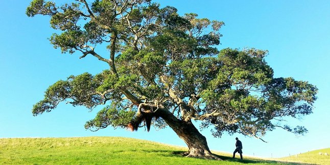 7 Arti Mimpi Pohon Bisa Bicara Menurut Primbon Jawa, Bisa Jadi Pesan Spiritual
