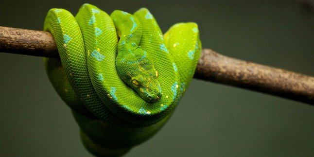 7 Meanings of Dreaming About a Green Snake, Although Often Scary It Can Actually Be a Good Sign