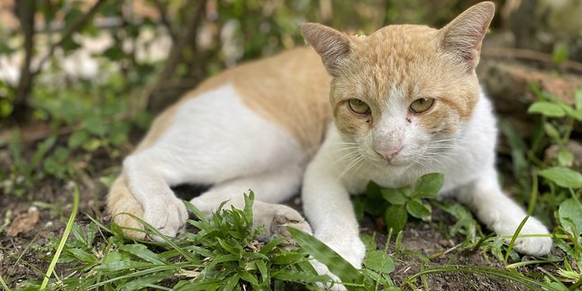 7 Arti Mitos Menabrak Kucing Hingga Hal-Hal yang Perlu Dilakukan Setelahnya, Benarkah Pertanda Sial?
