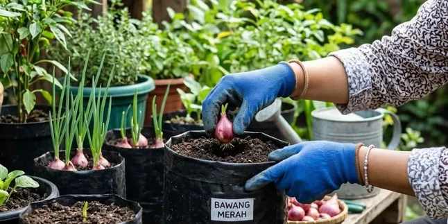 7 Ways to Plant Red Onions in Small Polybags for Quick Harvest and Suitable for Limited Land