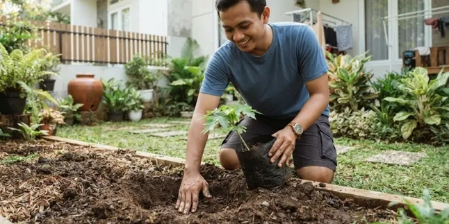 7 Ways to Grow California Papaya for Abundant Fruit, Can Harvest When the Tree is Short