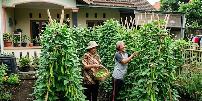 7 Ways to Transform Empty Land into a Fertile and Productive Kecipir Garden