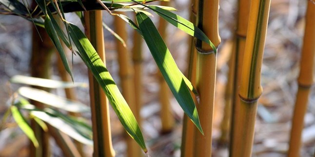 7 Types of Ornamental Bamboo to Beautify the House, Can be Used as a Fence