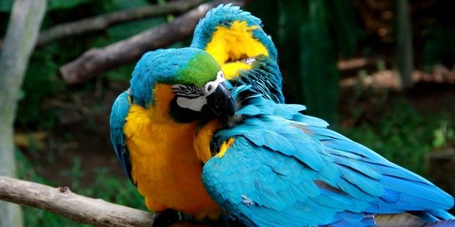 7 Jenis Burung Nuri Paling Cantik Bersuara Merdu yang Dilindungi