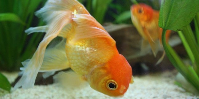 7 Most Beautiful Types of Goldfish Suitable for Aquariums