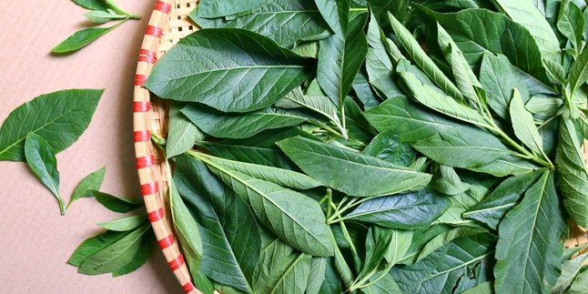 7 Benefits of African Leaves for Body Health, Flu Medicine - Brighten the Skin