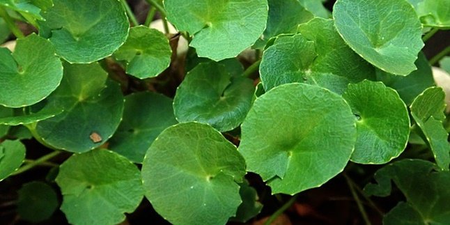 7 Benefits of Gotu Kola Leaves for Health, Treating Wounds - Nourishing the Brain