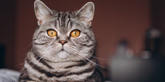 7 Popular Myths About Cats That Many People Believe