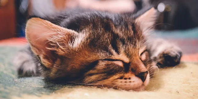 7 Potret Kucing Lagi Rebahan, Mirip Kamu yang Mager Kerja Saat Akhir Tahun Tiba