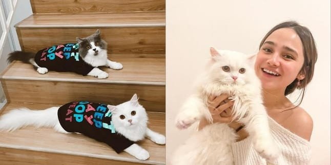 7 Photos of Syifa Hadju Playing with Her Three Beloved Cats, Netizens: Equally Adorable