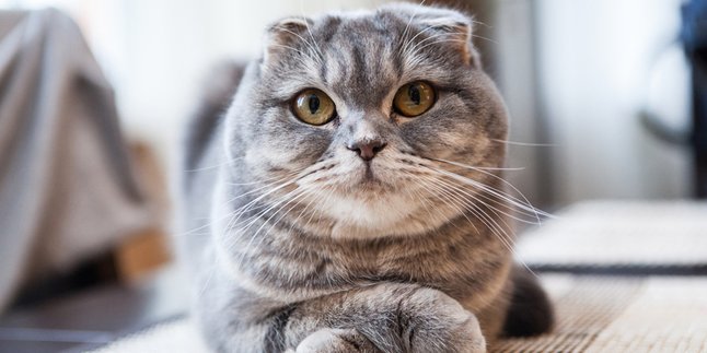 7 Cute Cat Breeds with Big Beautiful Eyes, Even More Adorable When Kept at Home