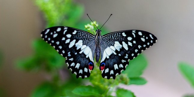 8 Arti Kupu-kupu Masuk Rumah Berdasarkan Warna dan Waktunya, Bisa Jadi Pertanda Baik Atau Buruk