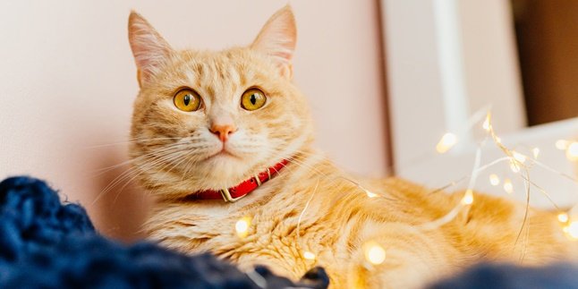 8 Cara Merawat Kucing Kesayangan Bagi Pemula, Mudah Dilakukan