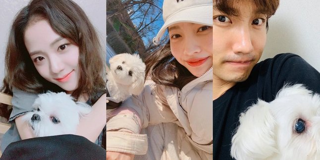 8 K-POP Idols Who Have Super Cute and Adorable Maltese Dogs: Jisoo BLACKPINK - Changmin TVXQ