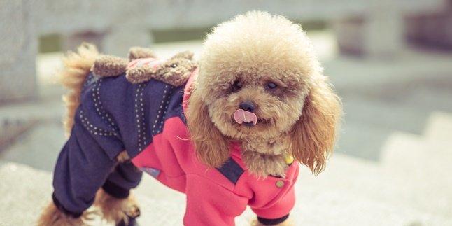 8 Jenis Anjing Kecil yang Menggemaskan, Cocok Jadi Teman Bermain