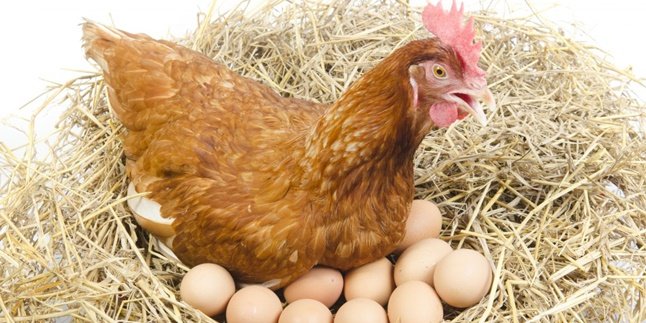 8 Jenis Ayam Petelur Paling Berkualitas, Favorit Bagi Peternak