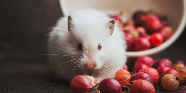 8 Jenis Hamster Paling Menggemaskan Cocok Jadi Hewan Peliharaan, Ketahui Cara Merawatnya