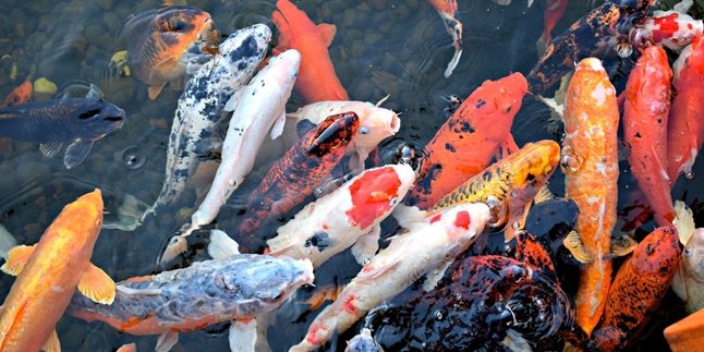 8 Types of Koi Fish with Pattern Variations, Know the Price and How to Care for Them