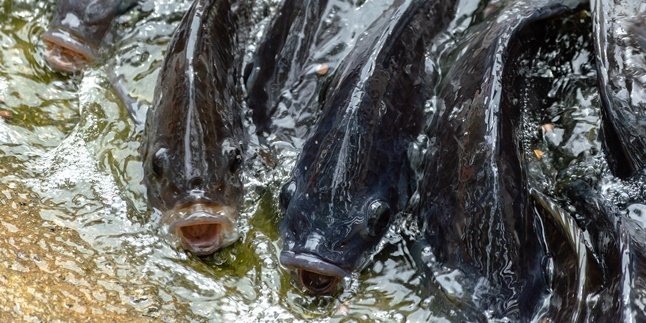 8 Jenis Ikan Nila Kualitas Terbaik yang Banyak Dibudidayakan di Indonesia