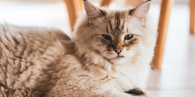 8 Jenis Kucing Terunik di Dunia, Bikin Gemas Maksimal