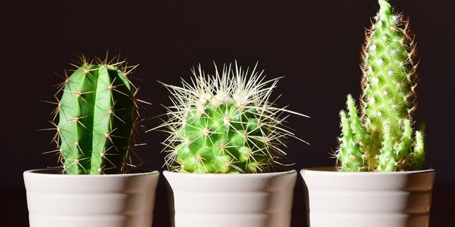 8 Types of Ornamental Cactus Suitable for Home Decoration