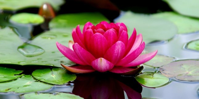 8 Types of Aquatic Plants for Pond Decoration that are Easy to Maintain