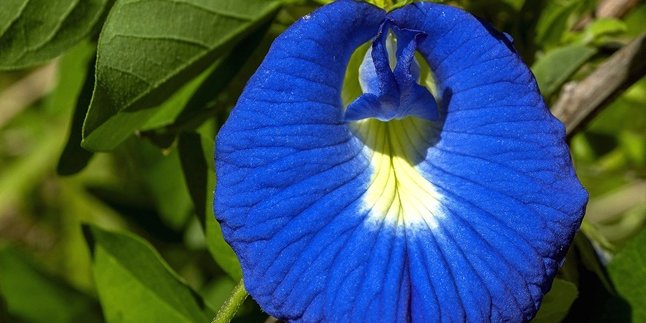 17 Benefits of Butterfly Pea Flowers for Body Health, Rich in Antioxidants - Overcome Anxiety