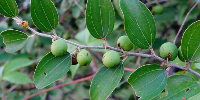 8 Benefits of Bidara Leaves for Health and Beauty, Preventing Cancer - Treating Acne