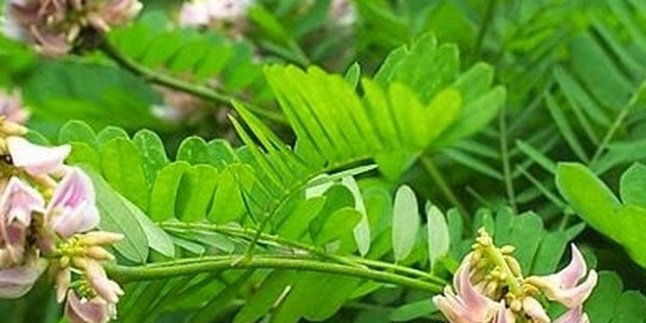 8 Benefits of Saga Leaves for Health, Able to Relieve Cough - Fever