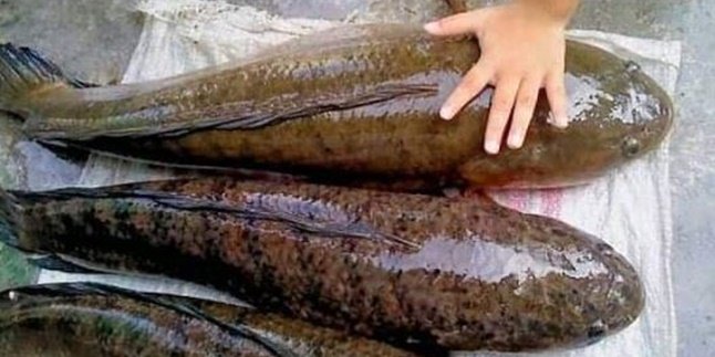 8 Manfaat Ikan Gabus, Dapat Menyembuhkan Luka Pasca Operasi - Baik Bagi Wanita Hamil