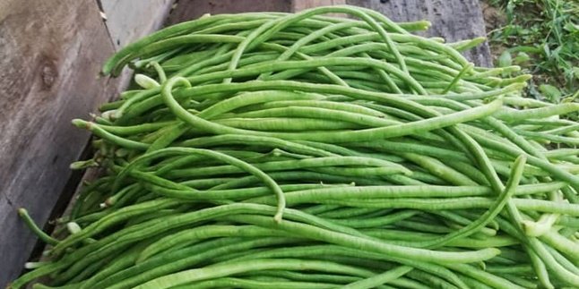 8 Benefits of Long Beans for Health, Reducing Menstrual Pain - Good for Pregnant Women