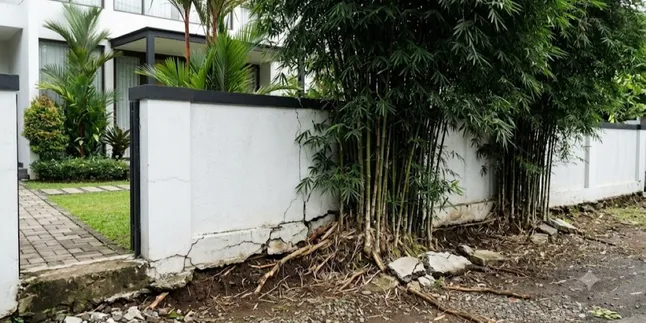 8 Plants That Should Not Be Planted Near Fences, They Can Damage House Foundations