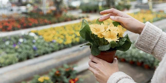 9 Jenis Bunga untuk Hiasan Rumah yang Mudah Dirawat, Ketahui Cara Menanamnya