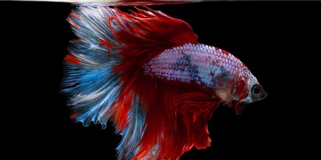 9 Types of Ornamental Betta Fish, the Most Sought After for Competition