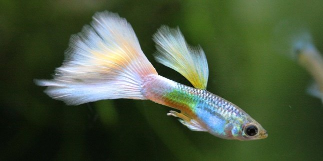 9 Most Sought-After Types of Guppy Fish for Aquarium Decoration, Recognize Their Physical Characteristics