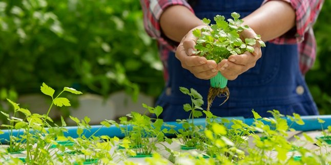 9 Easy-to-Grow Hydroponic Plant Varieties for Beginners