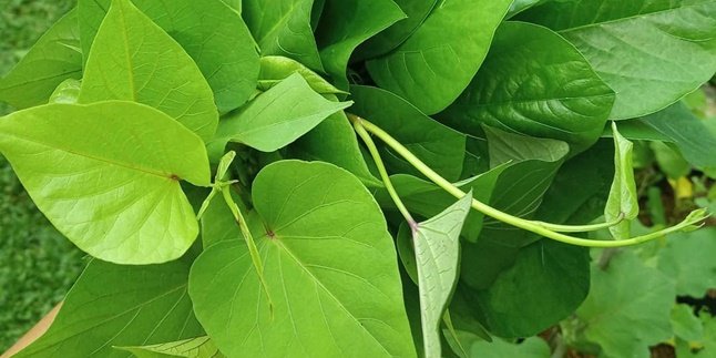 9 Benefits of Sweet Potato Leaves for Body Health, Able to Overcome Pain During Menstruation