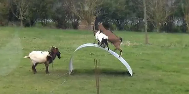 Aksi Konyol Kambing-Kambing Ini Jaga Keseimbangan