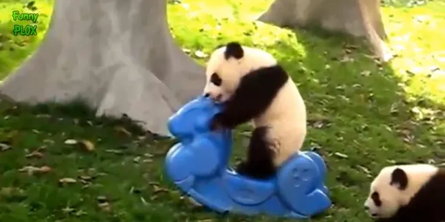 Aksi Konyol Panda-Panda Imut Ini Siap Kocok Perut Kamu