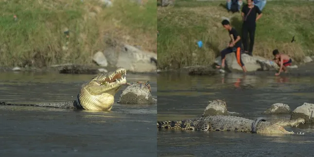 Aksi Penyelamatan Buaya Terjerat Ban Bekas di Indonesia Jadi Sorotan Dunia