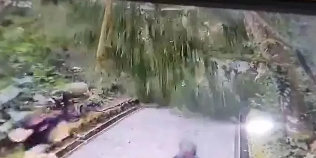 Angin Kencang dan Hujan Jadi Penyebab Pohon Tumbang di Monkey Forest Bali, Korban Ada 3 WNA