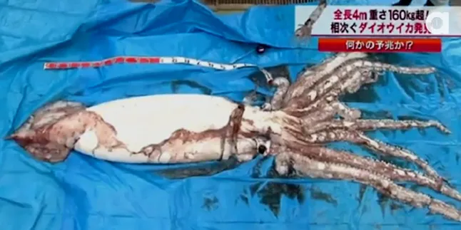 Apakah Cumi-Cumi Raksasa Ini Cuma Hoax?