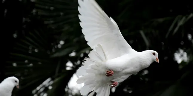 Arti Burung Merpati Masuk Rumah Menurut Primbon Jawa, Ketahui Juga Penjelasan untuk Jenis Burung Lainnya