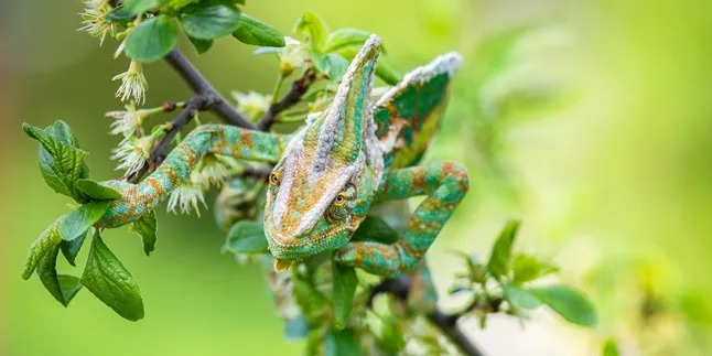 Arti Kamuflase yang Sering Digunakan untuk Penyamaran, Ketahui Fungsi Sekaligus Contohnya