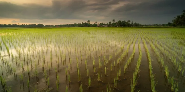Arti Mimpi Banjir di Sawah: Pertanda Baik atau Buruk?