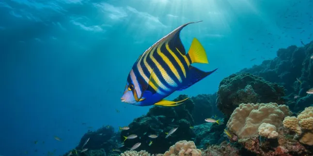 Arti Mimpi Berenang di Air Jernih dan Banyak Ikan: Pertanda Keberuntungan dan Keberkahan