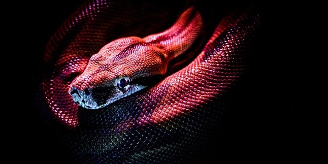 15 Meanings of Dreaming Being Bitten by a Snake, Is it Really a Sign of a Soulmate? Turns Out This is the Real Meaning