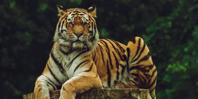 Meaning of Tiger Dreams: Symbols of Strength and Transformation