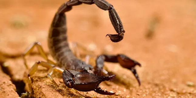 Arti Mimpi Kalajengking: Tafsir, Makna dan Simbolisme